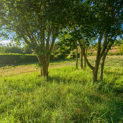 Drzonowo 739 gmina Kołobrzeg